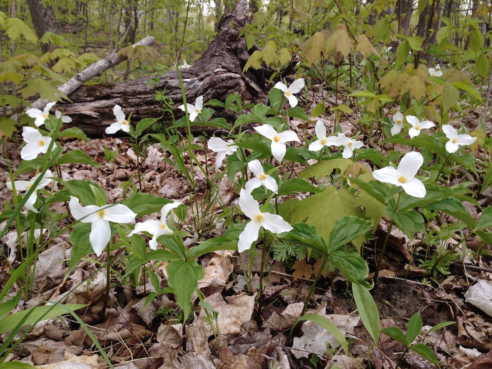 trilliums