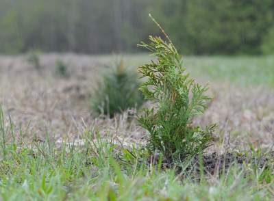 Plant a tree for Mom this Mother's Day