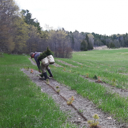 Memorial Tree Planting Program