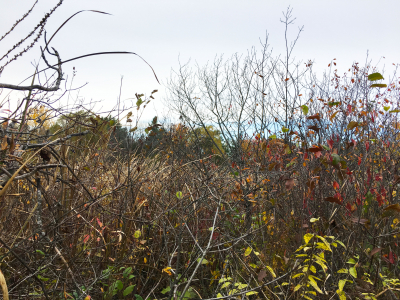 Lakeshore donation a welcome addition to protected lands