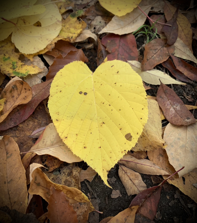 Celebrate Your Roots: Plant a Tree for Dad