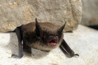 The Little Brown Bat is listed as endangered in Ontario.
