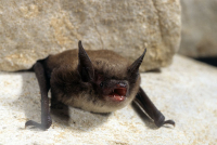 The Little Brown Bat is listed as endangered in Ontario.