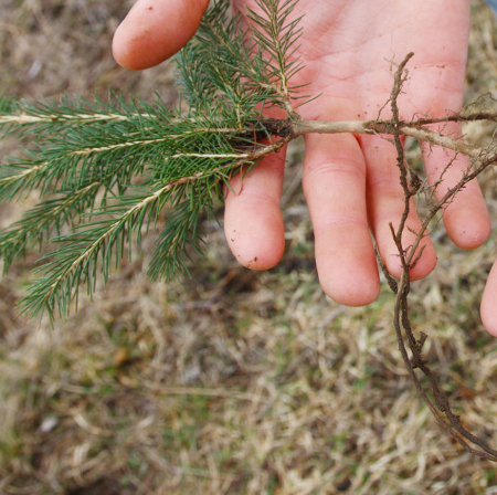 Special Occasion Tree Planting Program