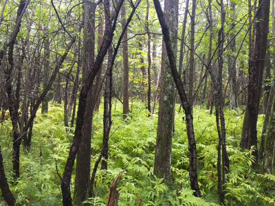 Plant a tree for Mom - and Mother Earth - this Mother’s Day