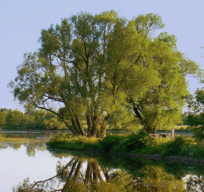 Skip the bouquet – plant a tree for Mom, instead!