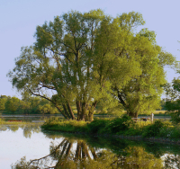 Skip the bouquet – plant a tree for Mom, instead!