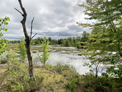 Give wetlands a chance this giving season