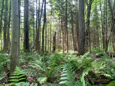 Skip the Mother’s Day flowers: Plant a tree instead!